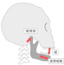 大島・東大島の歯医者、あおぞら歯科で、あごがカクカク鳴る「顎関節症」の初期症状と自宅でできる改善法を解説